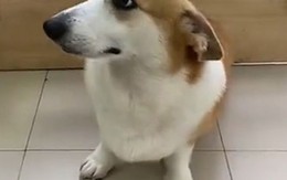 Chó Corgi tức tưởi khi bị sen làm trò cười