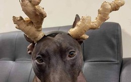 Ảnh vui 8/10: Hình ảnh người phụ nữ xứng đáng được giữ gìn cẩn thận