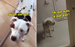 Những chú chó ngốc nghếch bị chiếc gương đánh lừa