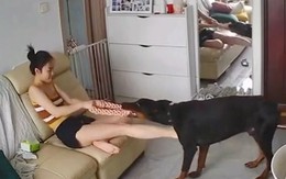 Chú chó đùa dai gặp cô chủ cục súc