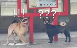 Ảnh vui 22/10: Hai chú chó sinh ra để thành đôi