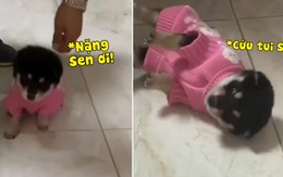 Chó con liên tục ngã lăn ra đất khi được mặc áo mới