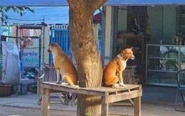 Ảnh vui 24/10: Cặp chó hờn dỗi không nhìn mặt nhau