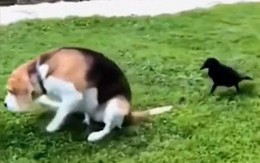 Chú chó lê lết trên bãi cỏ vì bị quạ đen mổ liên hoàn