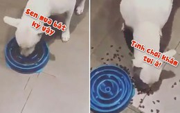 Chú chó nóng tính khi bị sen chơi khăm