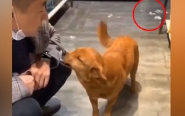 Chú chó nở nụ cười 'tỏa nắng' để xin lỗi sen khi gây họa