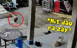 Chú chó bối rối vì quả mít 'trên trời rơi xuống sân'