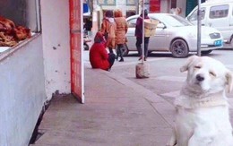 Ảnh vui 14/11: Cô chó được 'tổ tiên' dặn không được nhìn quầy thịt