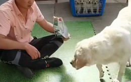 Chủ nhói lòng khi nhìn cảnh chó mẹ nhường hết đồ ăn cho con nhỏ