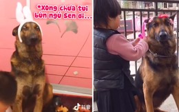 Khi các chú chó phải làm bảo mẫu bất đắc dĩ