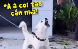 Những chú chó hổ báo bỗng ngoan lạ thường