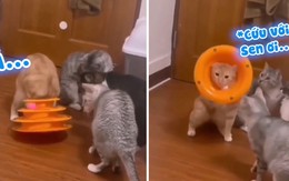 Chú mèo nghịch dại kẹt đầu vào đồ chơi