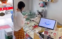 Chú chó Husky biết tính tiền cho khách khi chủ đi vắng
