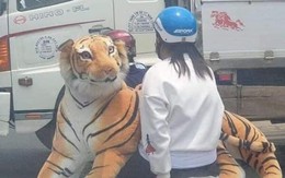 Ảnh vui 1/12: Dân mạng kháo nhau về con hổ dùng 'giải cứu Diễm My'