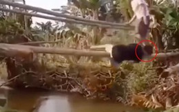 Chàng trai đi cầu khỉ bị bạn chơi khăm, ngã xuống kênh