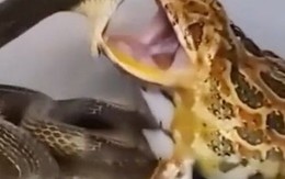 Rắn hổ báo bị cóc ngang họng