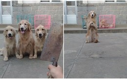 Chó mẹ chắp chân xin chủ đừng mổ thịt con