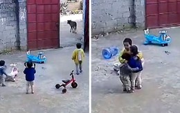 Bé trai 6 tuổi chạy ra cổng đuổi con bò để bảo vệ 2 em nhỏ