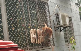 Ảnh vui 10/12: Anh trai bóc cam cho em ăn