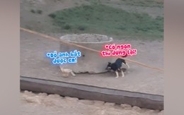 'Đố anh bắt được em' phiên bản chó và cáo