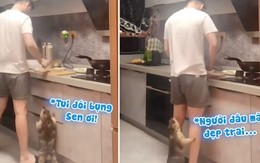 Chú sóc đói bụng chạy theo sen giục nấu đồ ăn