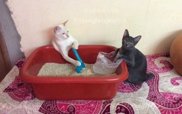 Ảnh vui 15/12: 'Anh cứ rút tiền, tất cả để em lo'