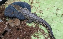 Ảnh vui 16/12: Đèn chùm châu Âu phong cách châu Á