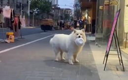 Chú chó quyết giữ liêm sỉ dù bụng đói meo