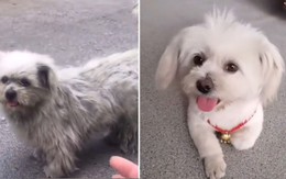 Chú chó bị lạc chủ vui trở lại khi được chàng trai chăm sóc