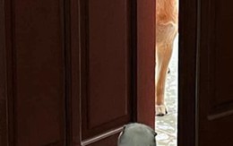 Ảnh vui 28/12: 'Anh về đi, mẹ em không cho quen... chó'