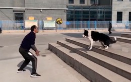Chú chó chăn cừu chơi bóng chuyền điêu luyện