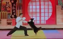 Chú chó chăn cừu diễn xiếc chuyên nghiệp