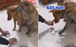 2 chú chó đồng lòng chơi thắng cậu chủ để được ăn cơm
