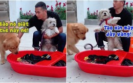 Đồng bọn khốn khổ khi bị chú chó bắt giặt đồ cho cậu chủ