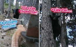 Gấu bỏ chạy lên cây khi bị mèo hù