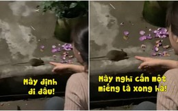 Chú chuột ngồi vểnh tai nghe cô gái chửi