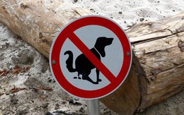 Bị phạt 13 triệu vì để chó phóng uế bừa bãi nơi công cộng