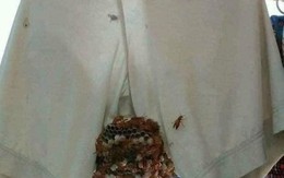 Ảnh vui 11/2: Người bán thơm mật chơi 'hệ lươn'