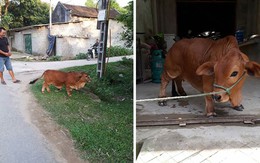 Ảnh vui 25/2: Chú 'bò corgi'