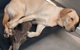 Chú chó kiên nhẫn và đối xử tốt với lợn con