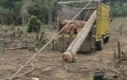 Cách đưa khúc gỗ to lên thùng xe tải không tốn sức