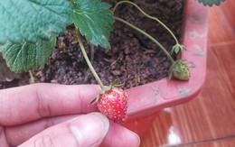 Ảnh vui 28/2: Ông chồng 'ma lanh' mua chuộc thợ sửa điện thoại