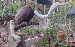 Đam mê chim nhưng nhà không có điều kiện