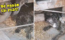 Chú chó ngậm ống bô máy cày đang nổ để hít khói