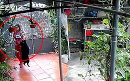 Chú chó hất tung nồi trên tay cô chủ để kiếm ăn