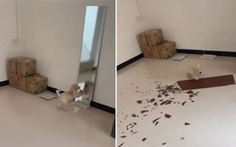 Chú chó hoảng hồn khi làm vỡ nát tấm gương
