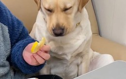 Chú chó nhăn mặt vì bị sen lừa ăn chanh