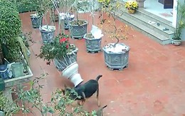 Chú chó hú hồn khi làm đổ chậu cây cảnh