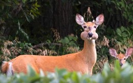 Ảnh vui 3/4: Bé trai cam chịu làm 'mặt bàn' cho bạn