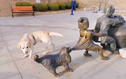 Ảnh vui 13/4: Boss muốn 'chung sức'